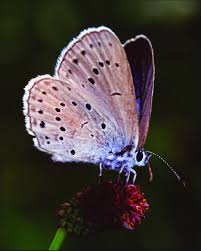 Attēlu rezultāti vaicājumam “Maculinea teleius”