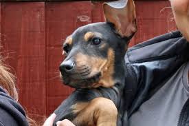 Image result for Merseyside Ravens