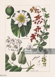 Attēlu rezultāti vaicājumam “Berberidaceae”
