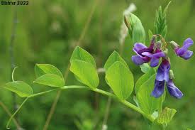 Attēlu rezultāti vaicājumam “Lathyrus japonicus subsp. maritimus flower”