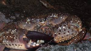 Image result for Eriphia verrucosa