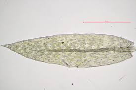 Attēlu rezultāti vaicājumam “Pohlia cruda”