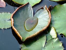 Attēlu rezultāti vaicājumam “Nymphaea alba leaf”