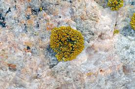 Attēlu rezultāti vaicājumam “Caloplaca scopularis”