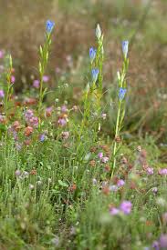 Attēlu rezultāti vaicājumam “Gentiana pneumonanthe flower”
