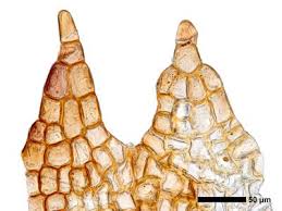 Attēlu rezultāti vaicājumam “Cephalozia loitlesbergeri”