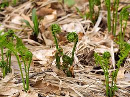 Attēlu rezultāti vaicājumam “Matteuccia struthiopteris”