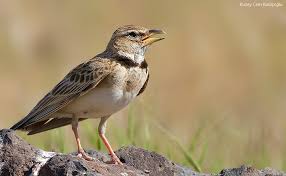 Image result for Melanocorypha bimaculata