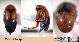 Attēlu rezultāti vaicājumam “Mordella sp.”