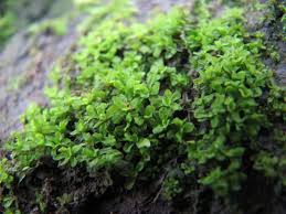 Attēlu rezultāti vaicājumam “Syntrichia latifolia”