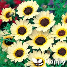 Image result for Chrysanthemum segetum