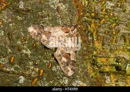 Attēlu rezultāti vaicājumam “Agriopis leucophaearia”