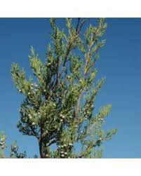 Image result for furum bler