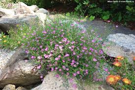 Attēlu rezultāti vaicājumam “Gypsophila muralis flower”