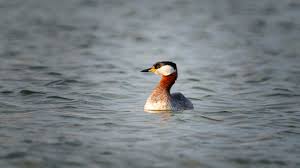 Image result for Podiceps grisegena