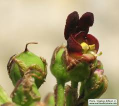 Attēlu rezultāti vaicājumam “Scrophularia nodosa fruit”