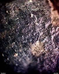 Attēlu rezultāti vaicājumam “Lycogala paraconfusum macro”