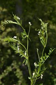 Attēlu rezultāti vaicājumam “Vicia hirsuta leaf”