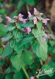 Attēlu rezultāti vaicājumam “Lamium purpureum flower”