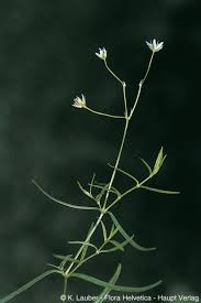 Attēlu rezultāti vaicājumam “Stellaria longifolia flower”