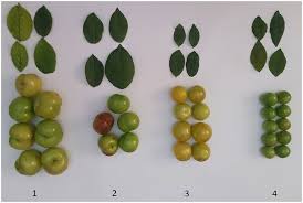 Attēlu rezultāti vaicājumam “Prunus domestica subsp. domestica fruit”