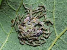 Attēlu rezultāti vaicājumam “Lacanobia contigua larva”