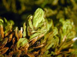 Attēlu rezultāti vaicājumam “Encalypta streptocarpa sporophyte”