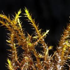 Attēlu rezultāti vaicājumam “Drepanocladus polygamus”