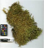 Attēlu rezultāti vaicājumam “Hypnum cupressiforme var. lacunosum”