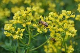 Image result for Ruta graveolens