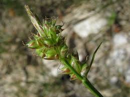 Attēlu rezultāti vaicājumam “Carex pilulifera”
