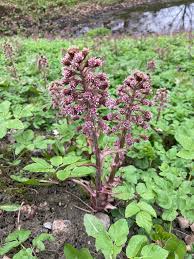 Image result for Petasites officinalis