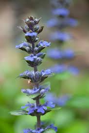 Attēlu rezultāti vaicājumam “Ajuga pyramidalis leaf”
