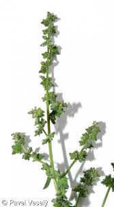 Attēlu rezultāti vaicājumam “Atriplex patula fruit”