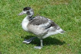 Attēlu rezultāti vaicājumam “Tadorna tadorna juvenile”