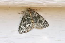 Attēlu rezultāti vaicājumam “Ecliptopera silaceata”