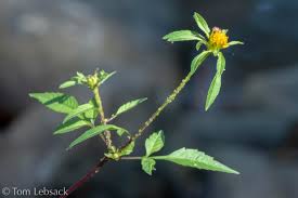 Attēlu rezultāti vaicājumam “Bidens frondosa flower”
