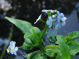Attēlu rezultāti vaicājumam “Myosotis scorpioides bud”