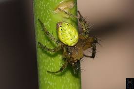 Attēlu rezultāti vaicājumam “Araniella”