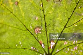 Attēlu rezultāti vaicājumam “Rhopalosiphum oxyacanthae”