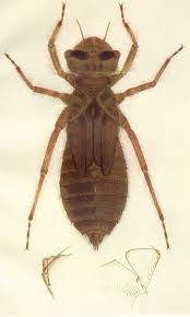 Attēlu rezultāti vaicājumam “Libellula quadrimaculata”