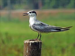 Attēlu rezultāti vaicājumam “Chlidonias hybrida”