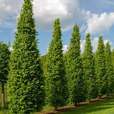 Attēlu rezultāti vaicājumam “Carpinus betulus”