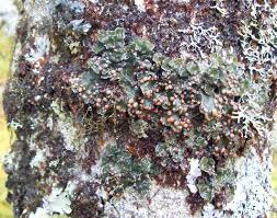 Attēlu rezultāti vaicājumam “Lamproderma echinosporum stalked”
