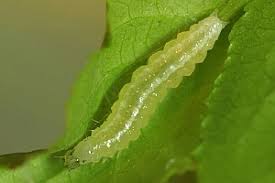 Attēlu rezultāti vaicājumam “Udea prunalis”