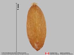 Attēlu rezultāti vaicājumam “Agrostis canina”