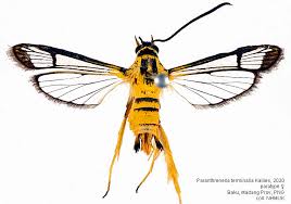 Attēlu rezultāti vaicājumam “Sesiidae”