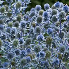 Attēlu rezultāti vaicājumam “Eryngium planum fruit”