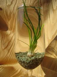 Attēlu rezultāti vaicājumam “Isoetes lacustris leaf”