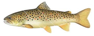 Image result for Salmo trutta trutta